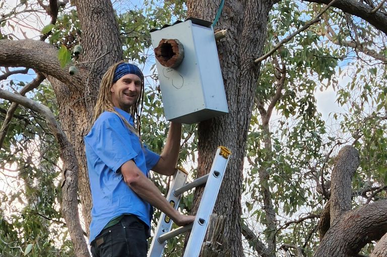 Dr Simon Cherriman installing a nest box in a tree