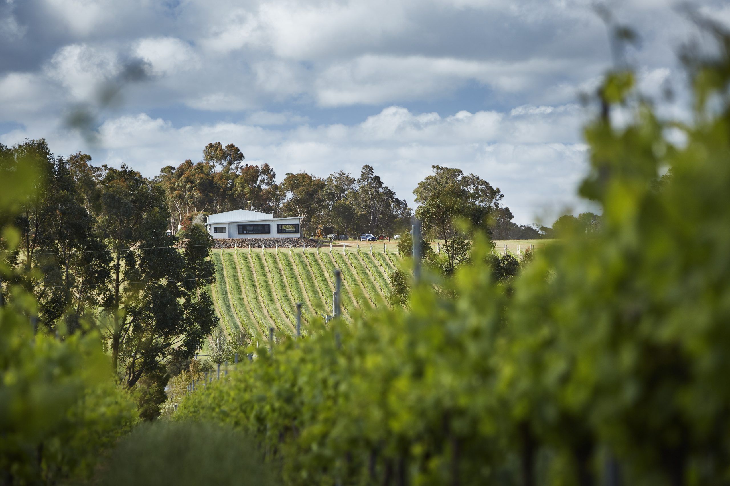 Victory Point vineyard