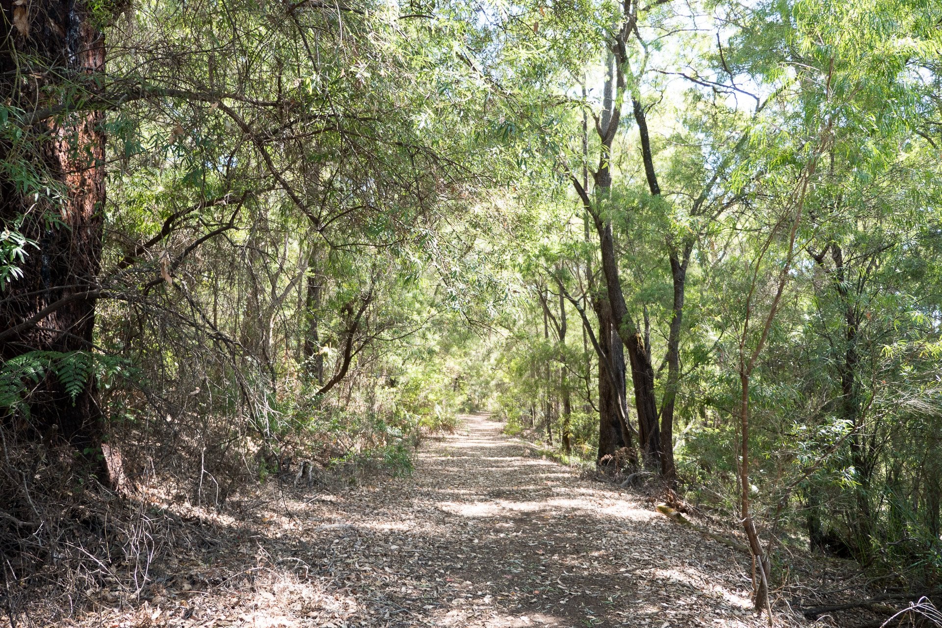 A track through a forest.