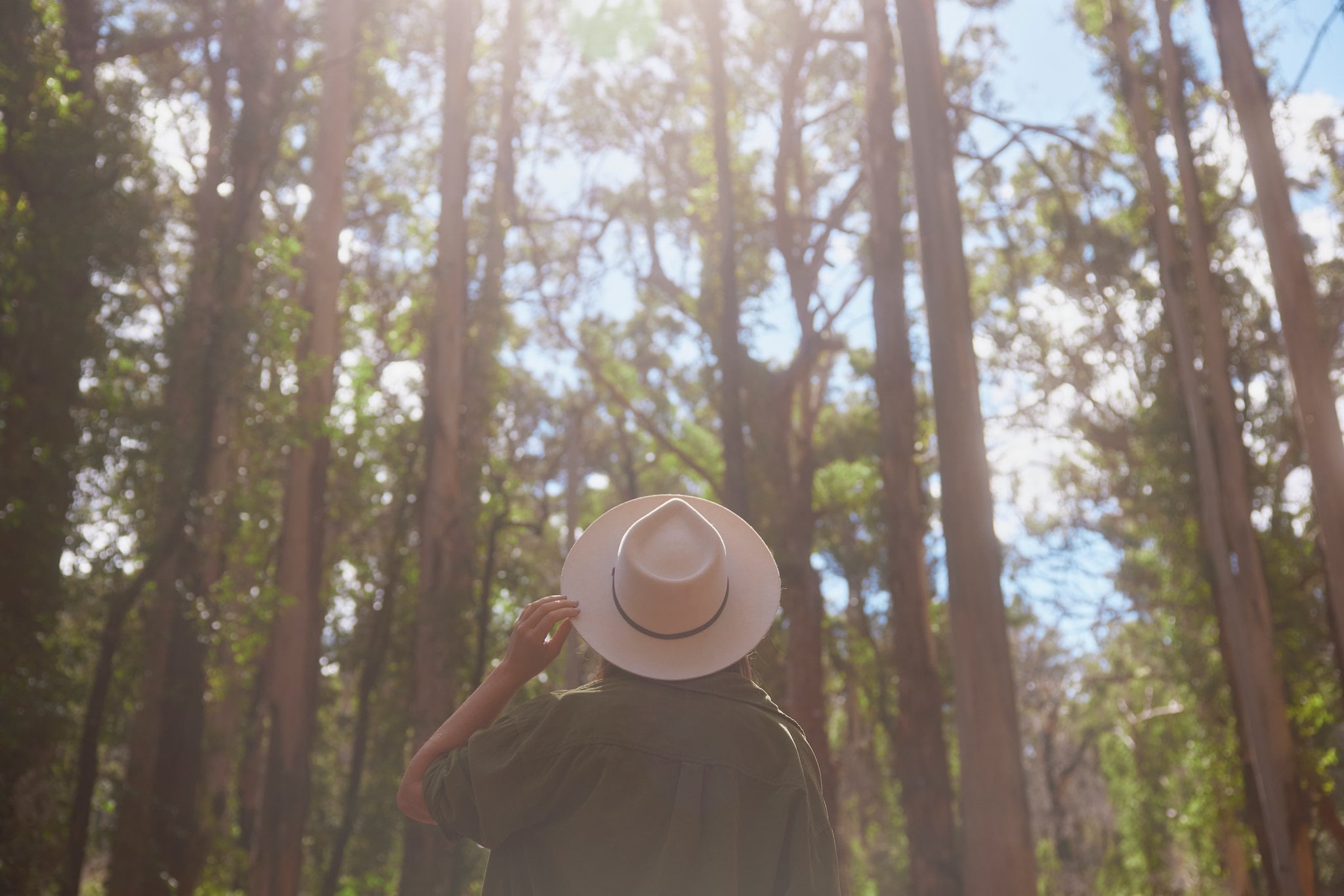 Person looking up at tall trees with sun above