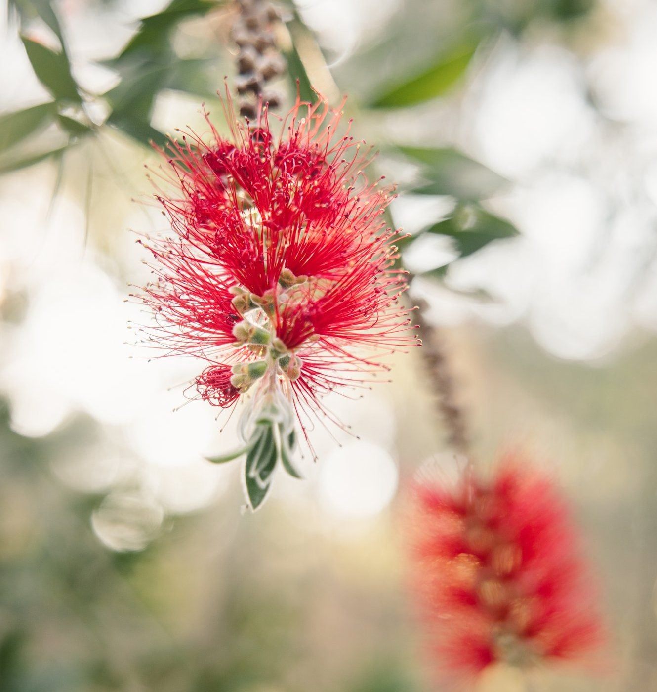 Red flowers hanging down