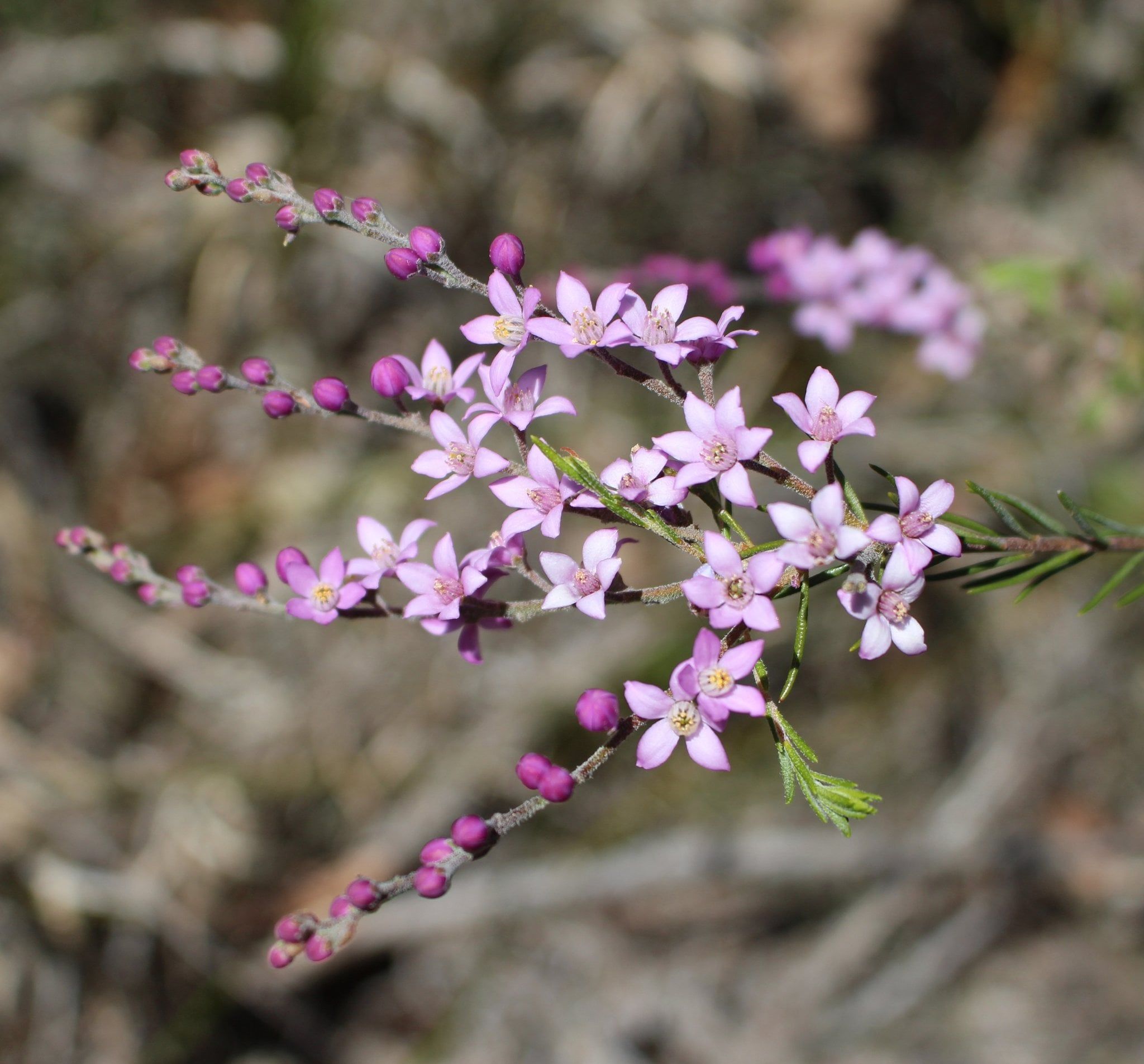 Pink/purple flower low to the ground. Known as "salt and pepper" with the botanical name philotheca spicata.