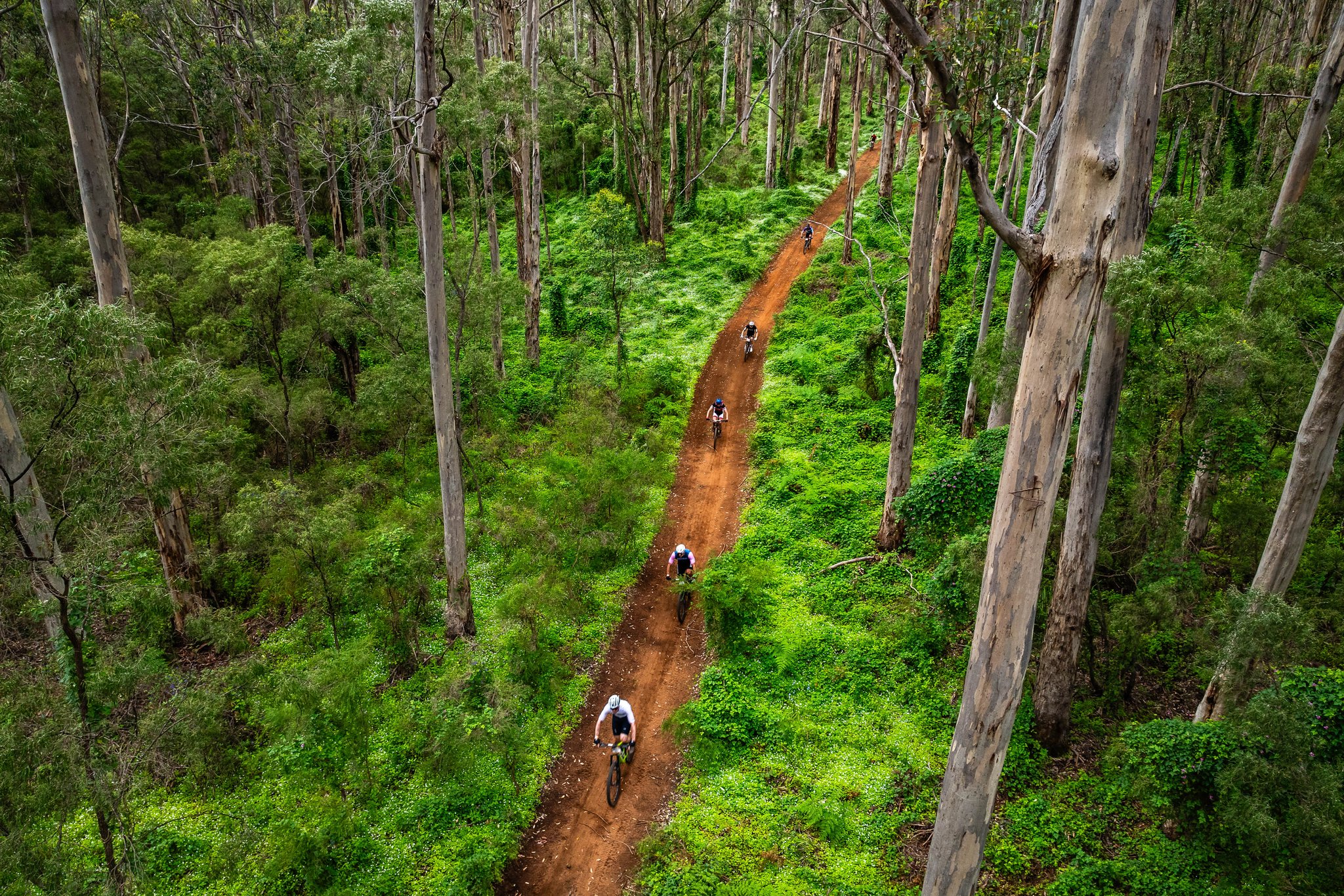 People riding mountain bikes through the forest