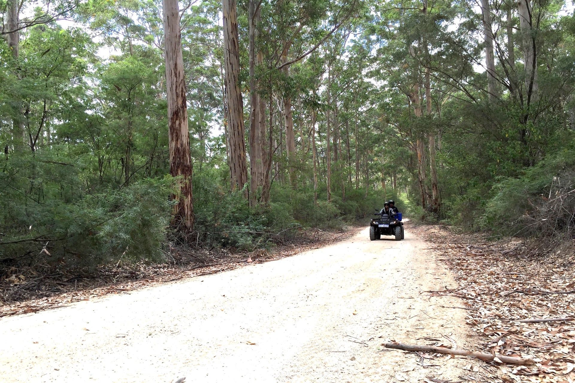 People riding electric quad bikes through the forest