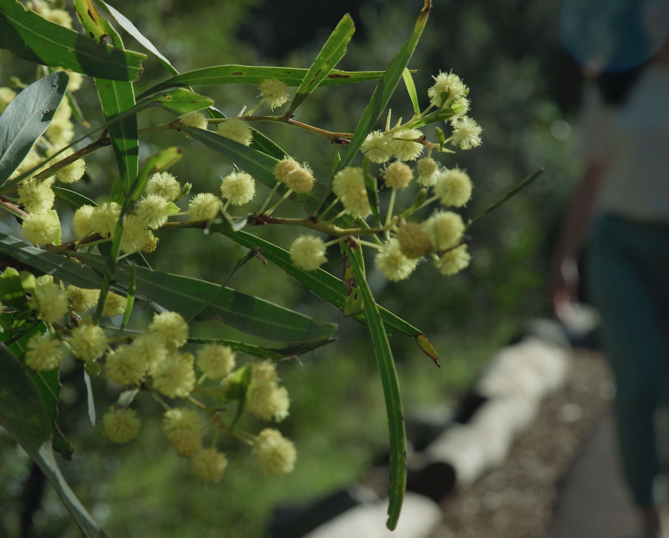 Yellow flowers with a blurred person walking toward them from the background