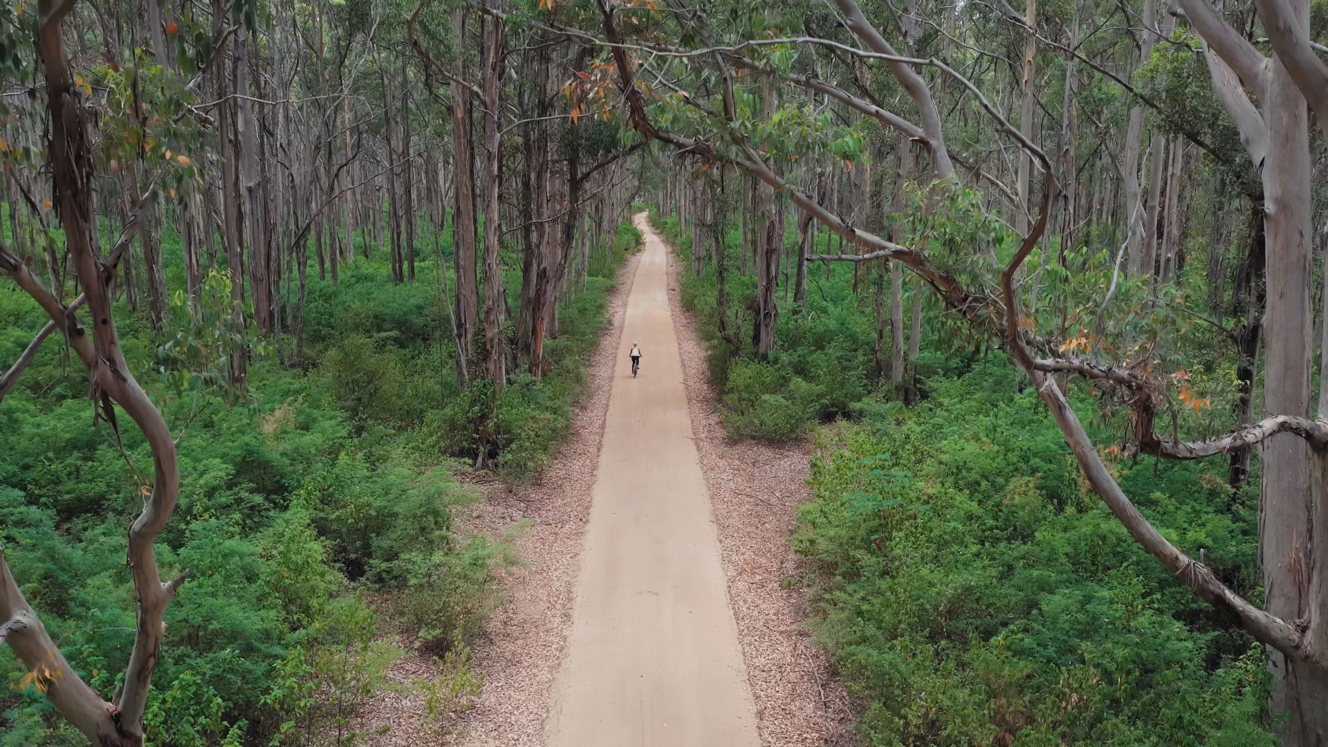 An aerial person riding a bike through a forest. The forest is large which makes the person appear small in comparison.